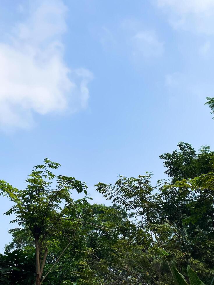 Selective focus of bright sky with shady tree leaves. photo