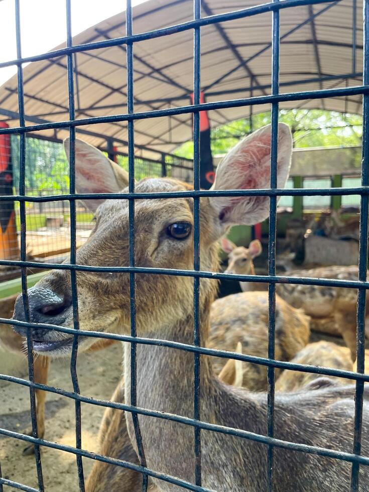 Selective focus of deer in the zoo. photo