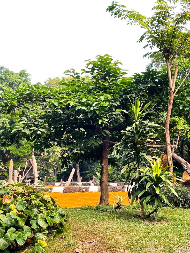 Selective focus of monkey walking on tree branch. photo