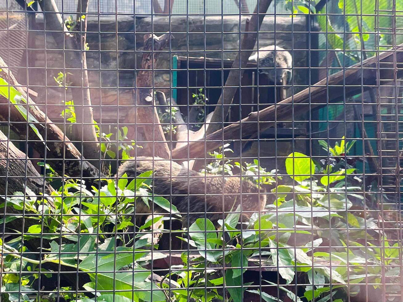 Selective focus of banded mongoose feeding in the morning. photo