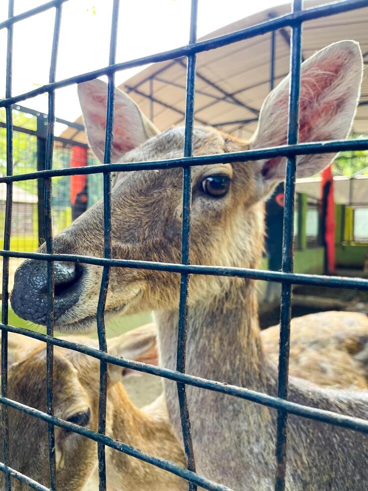 Selective focus of deer in the zoo. photo