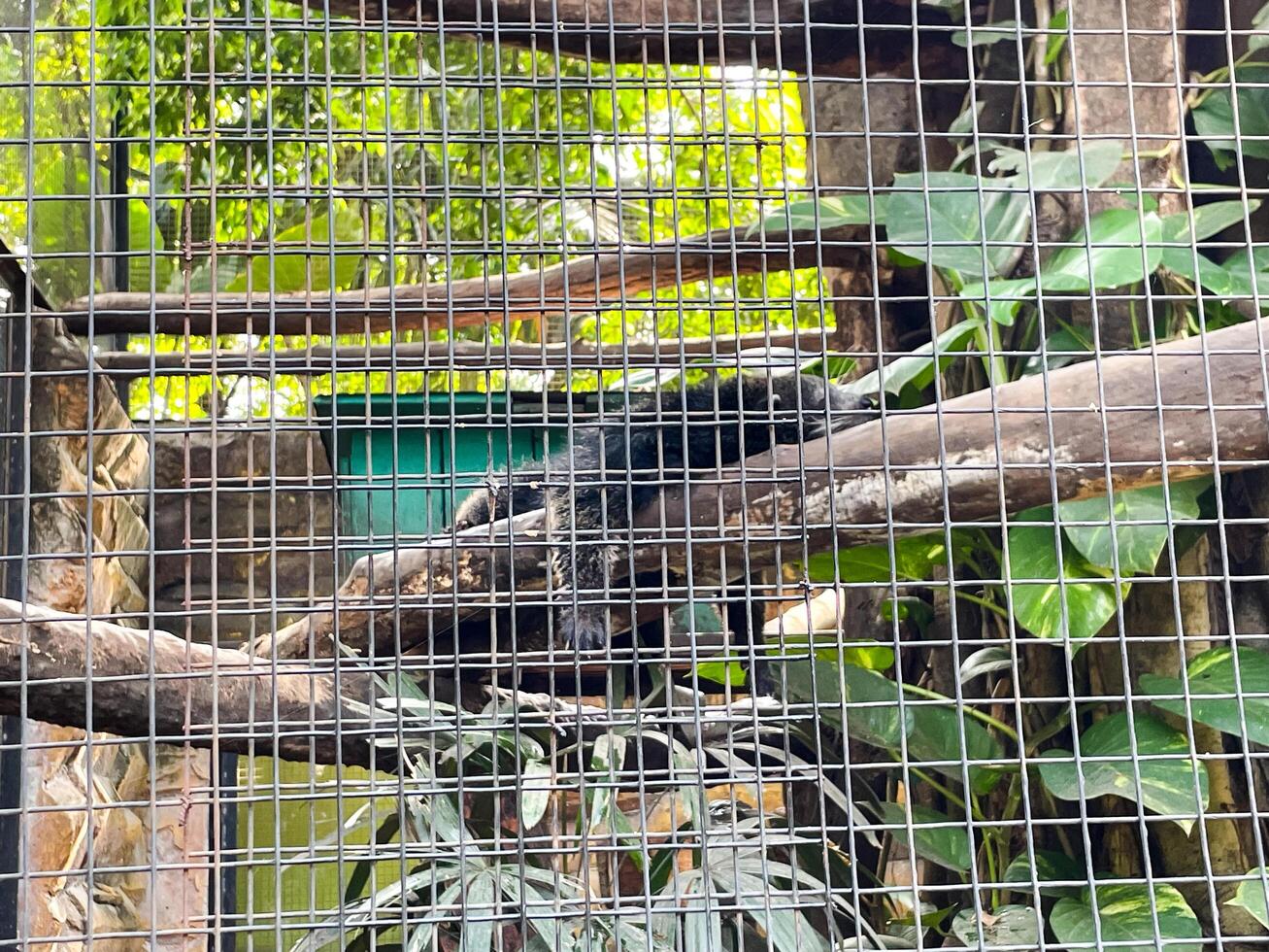 Selective focus of banded mongoose feeding in the morning. photo