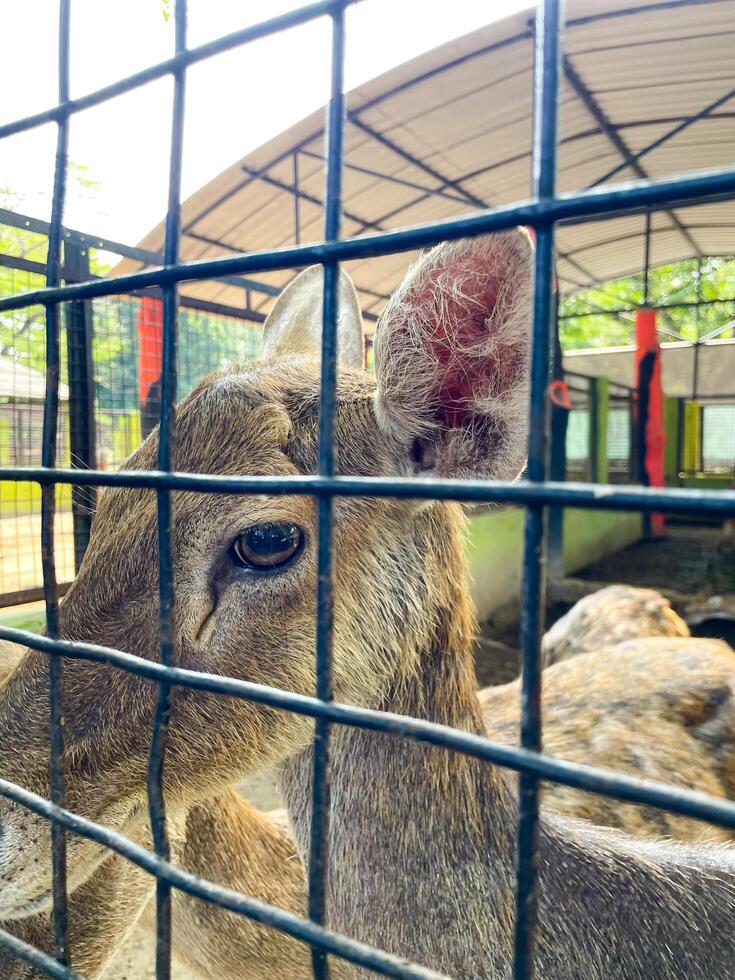 Selective focus of deer in the zoo. photo