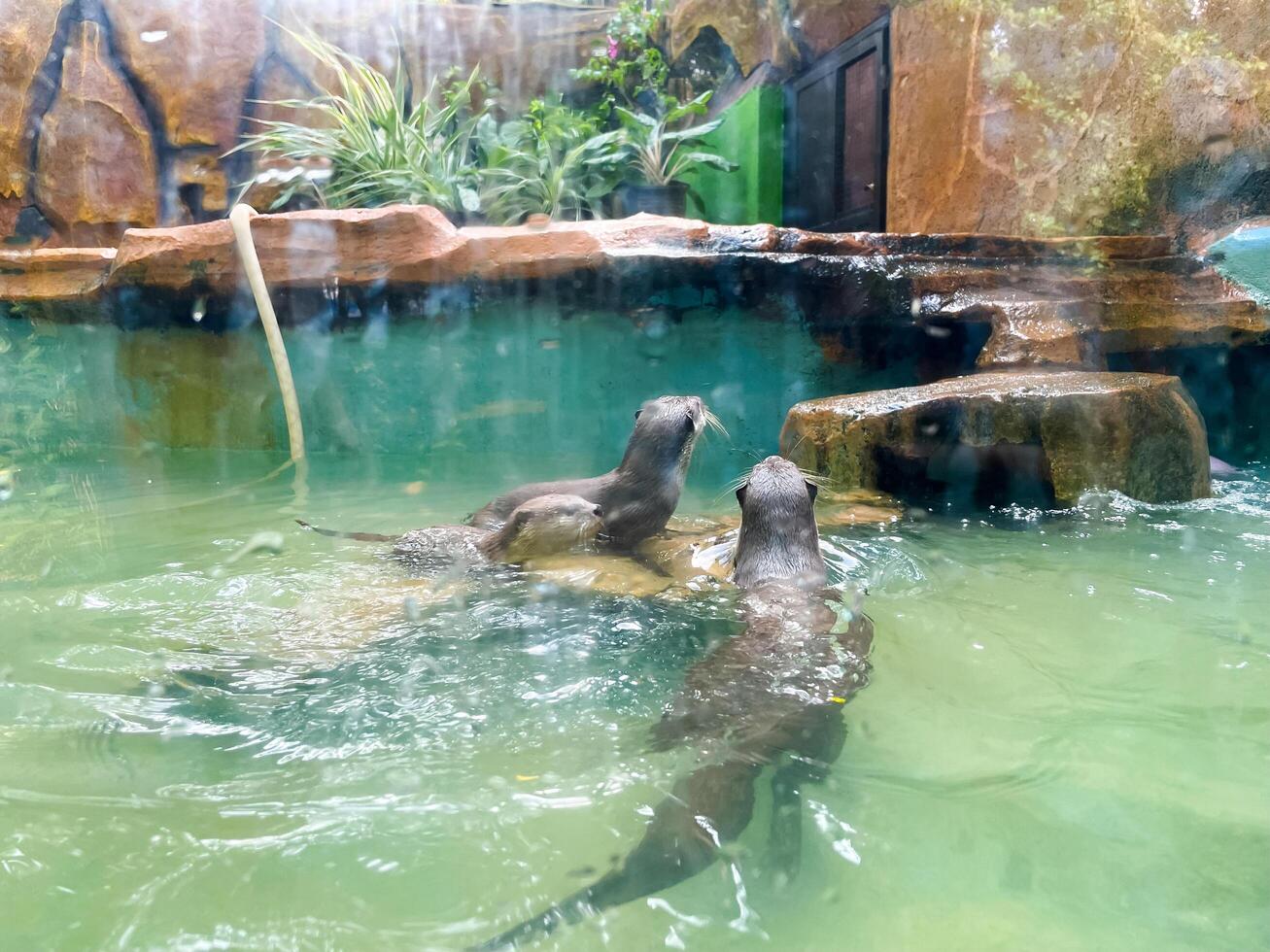 Otters are hunting for catfish in the pond to eat. photo