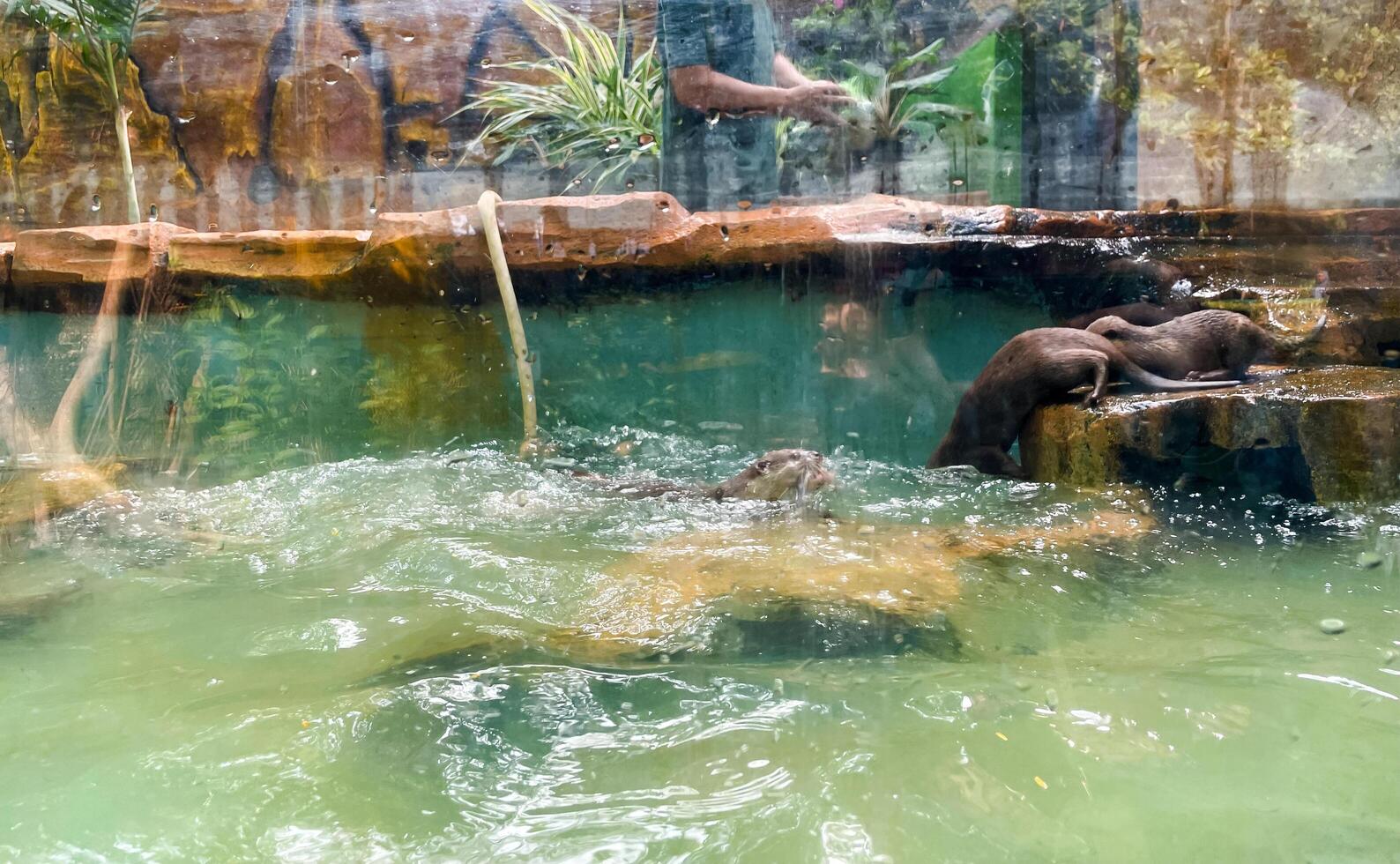 Otters are hunting for catfish in the pond to eat. photo
