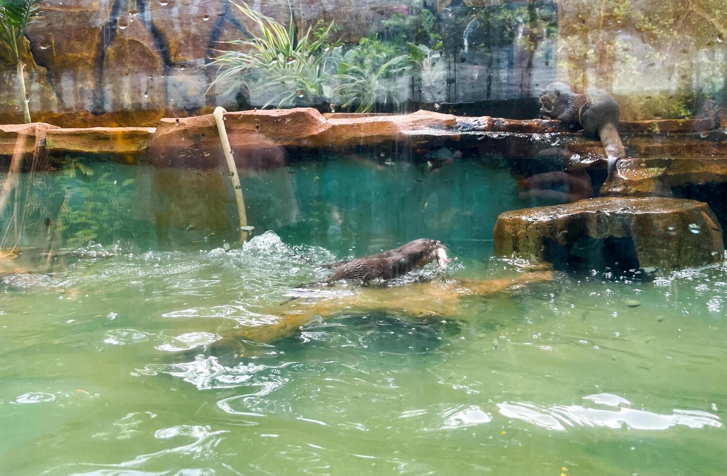 Otters are hunting for catfish in the pond to eat. photo