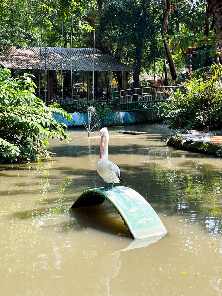 Selective focus of pelicans preparing to fish in the lake. photo