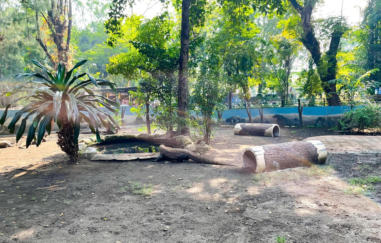 Surabaya, Indonesia - June 15, 2024. Selective focus of Komodo dragons drinking water. photo