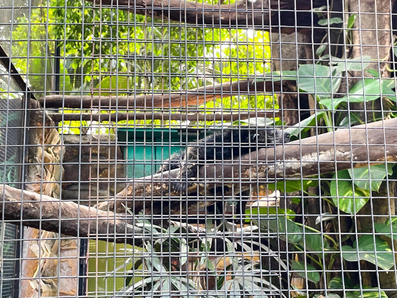 Selective focus of banded mongoose feeding in the morning. photo