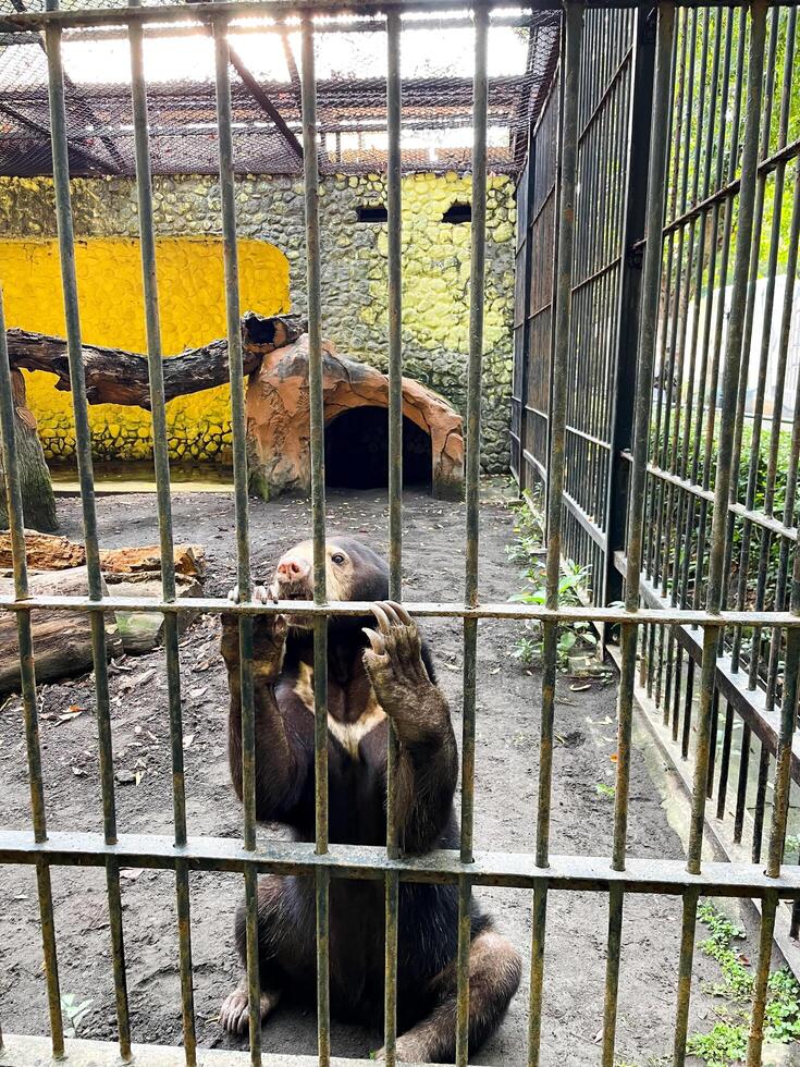 Selective focus of a sun bear holding its iron cage. photo