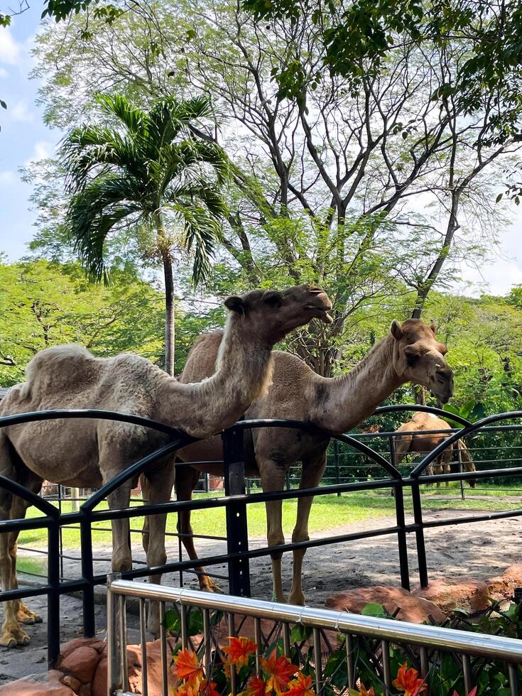 Selective focus of camels in the zoo. photo