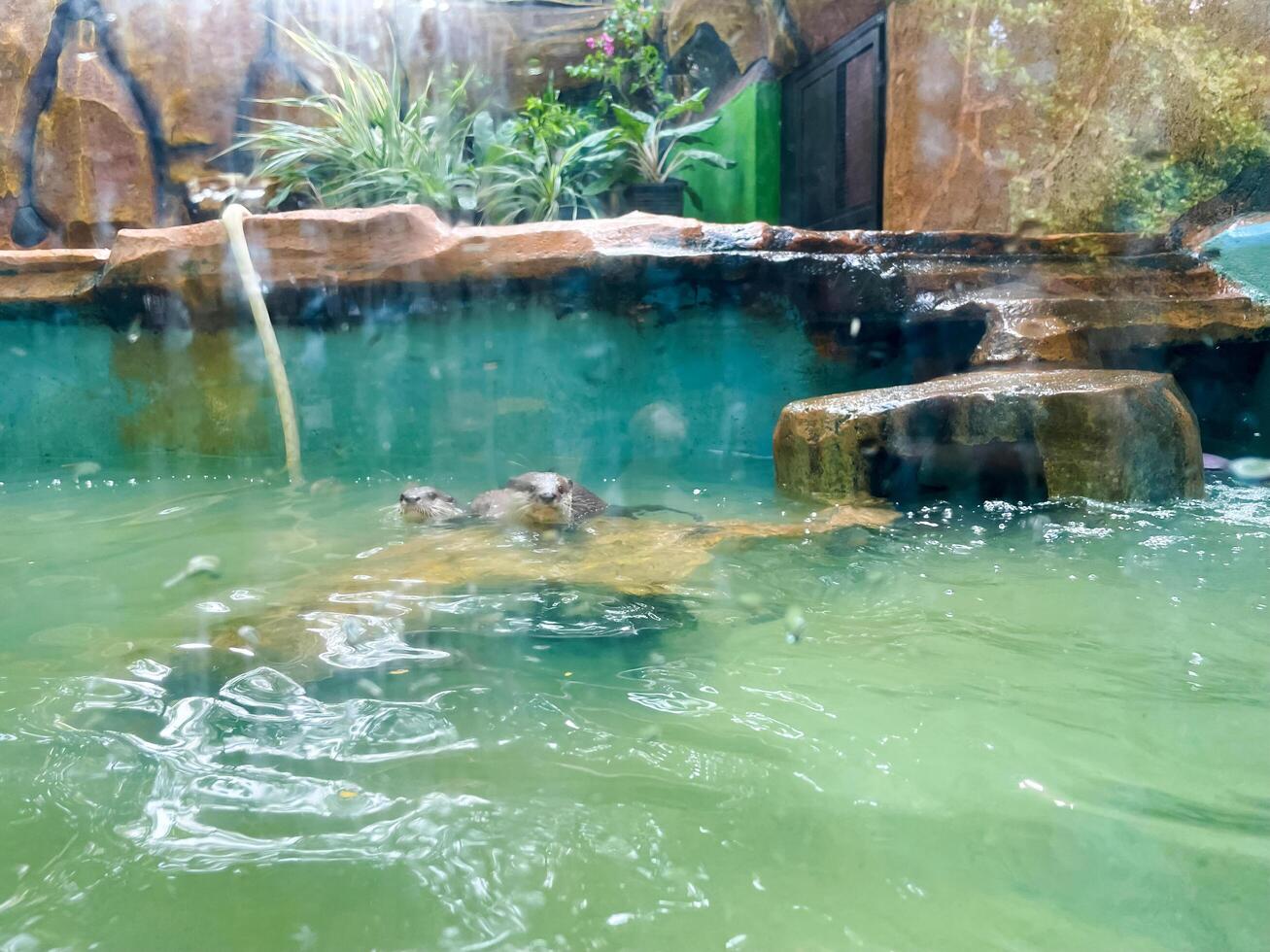 Otters are hunting for catfish in the pond to eat. photo