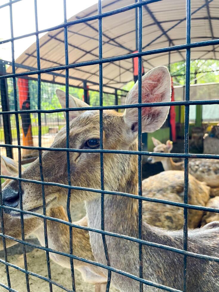Selective focus of deer in the zoo. photo