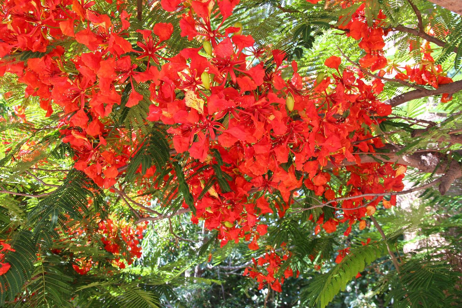 Blooming fire tree, also known as royal poinciana or peacock flower, Delonix regia, in Cyprus. Vibrant red flowers on tree branches. Perfect for natural wallpaper photo