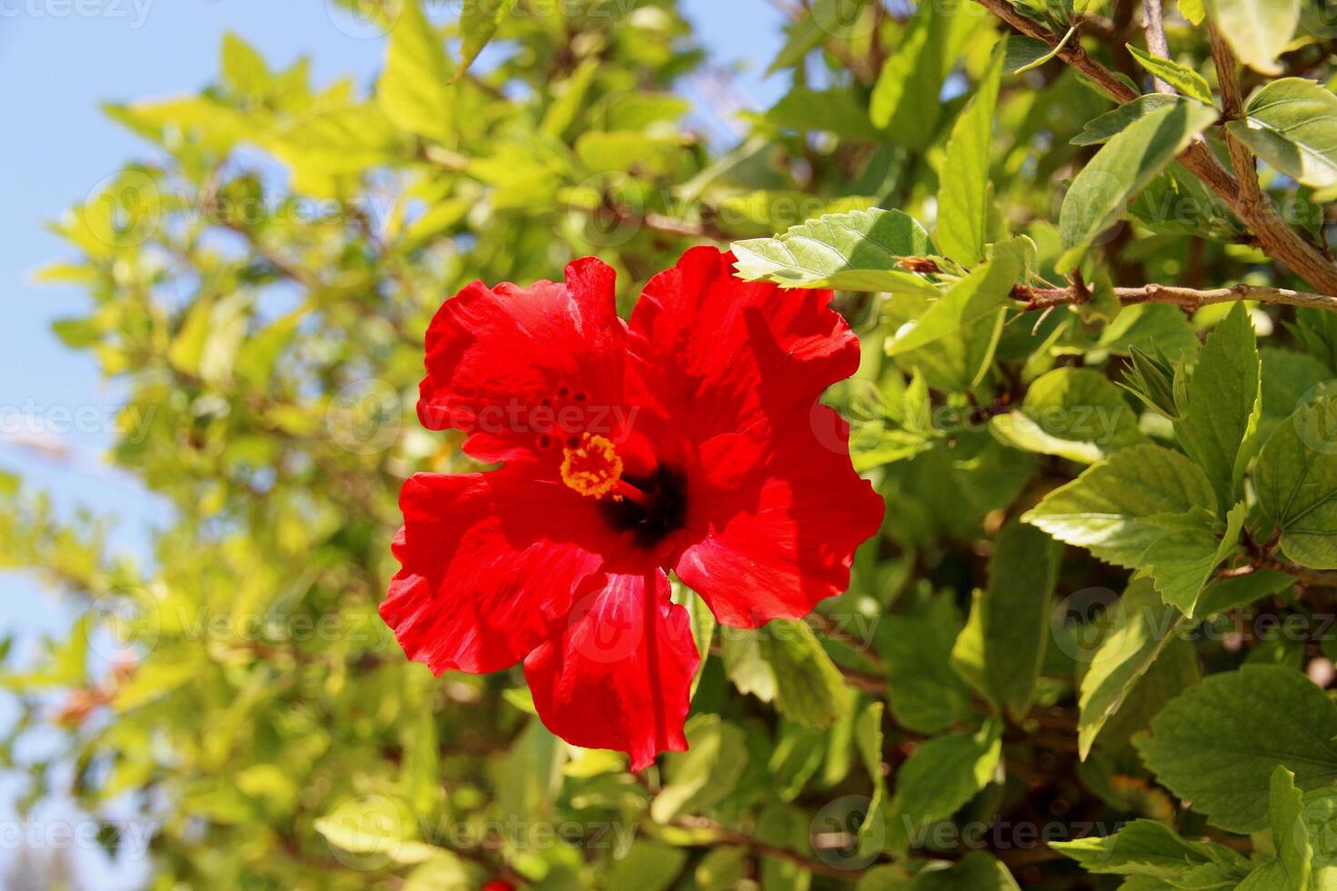 Beautiful red hibiscus flower. Sudanese rose, Chinese rose, Hawaiian hibiscus, pink mallow. Against the background of green bushes and leaves, daylight, summer sunny day photo