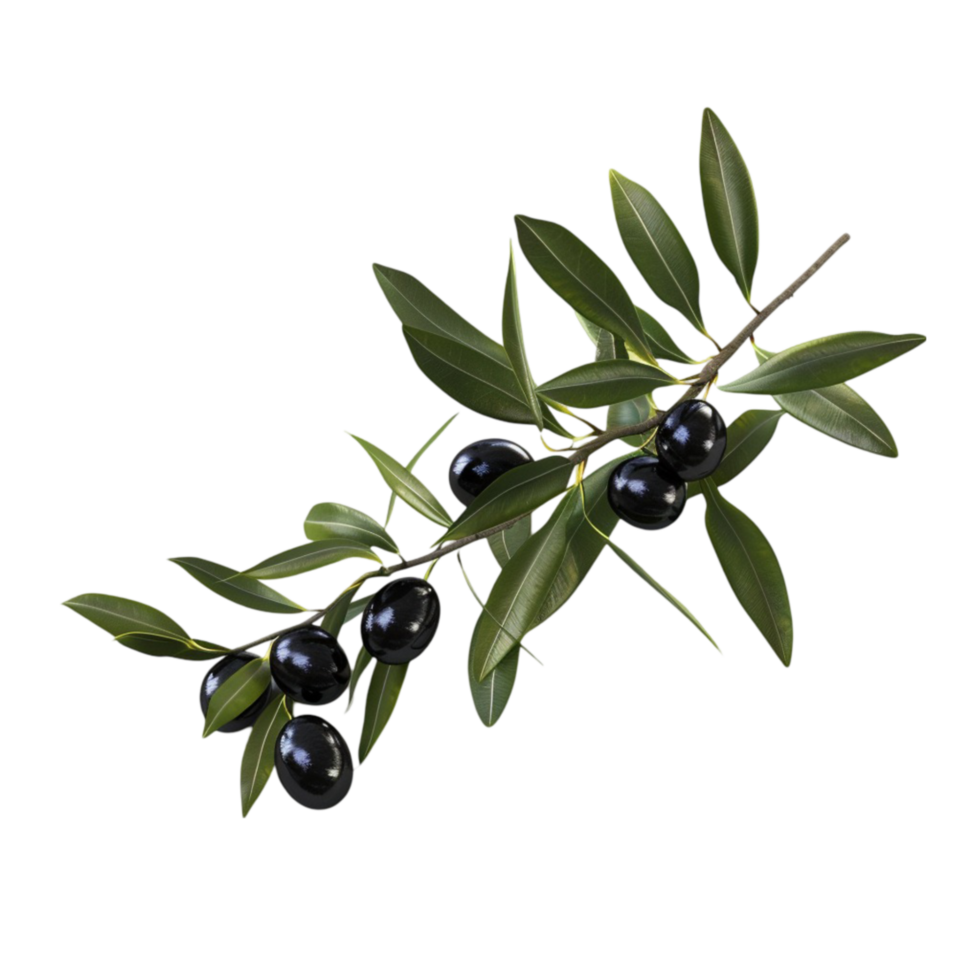 Olive Branch with Black Olives AI-Generative png
