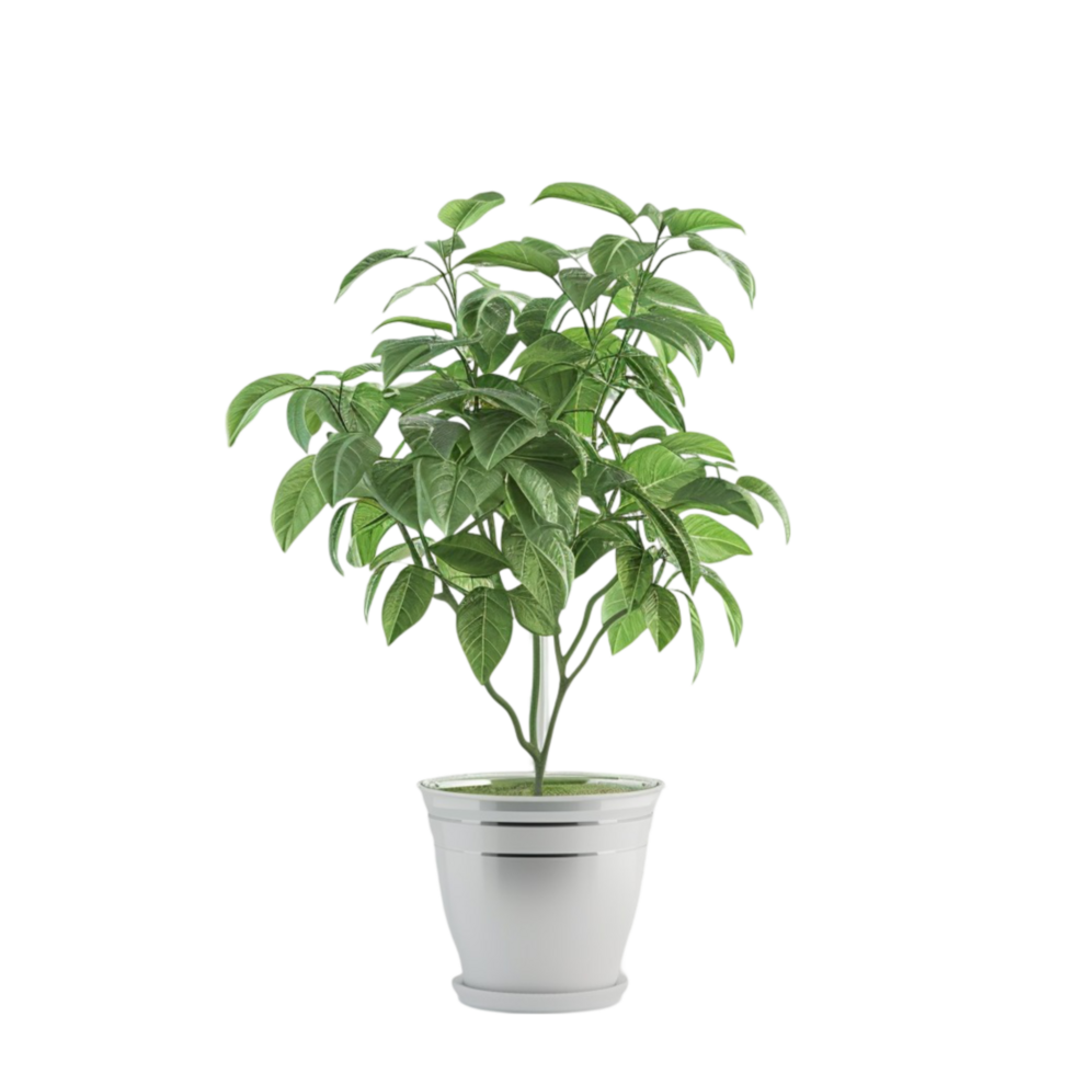 3D Rendering of Potted Plant on Transparent Background AI-Generative png