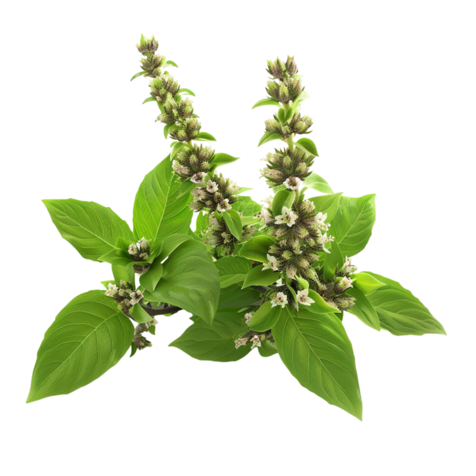 Plant with Green Leaves and Flowers on Transparent Background AI-Generative png