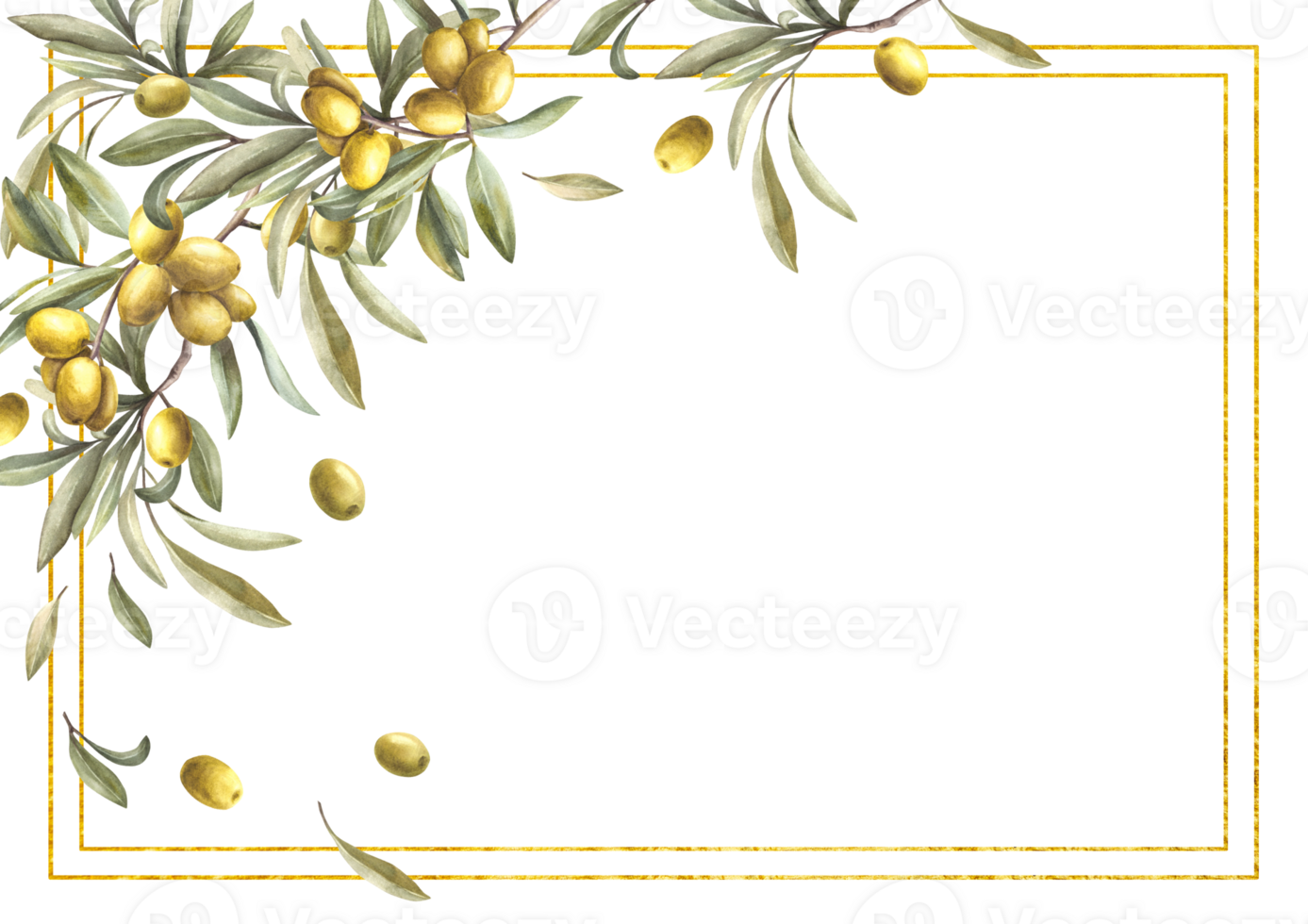 Olive tree branch gold framed Watercolor twig with green leaves and berries. Floral template hand drawn botanical illustration Banner for oil, cosmetic, food label, wedding card on isolated background png