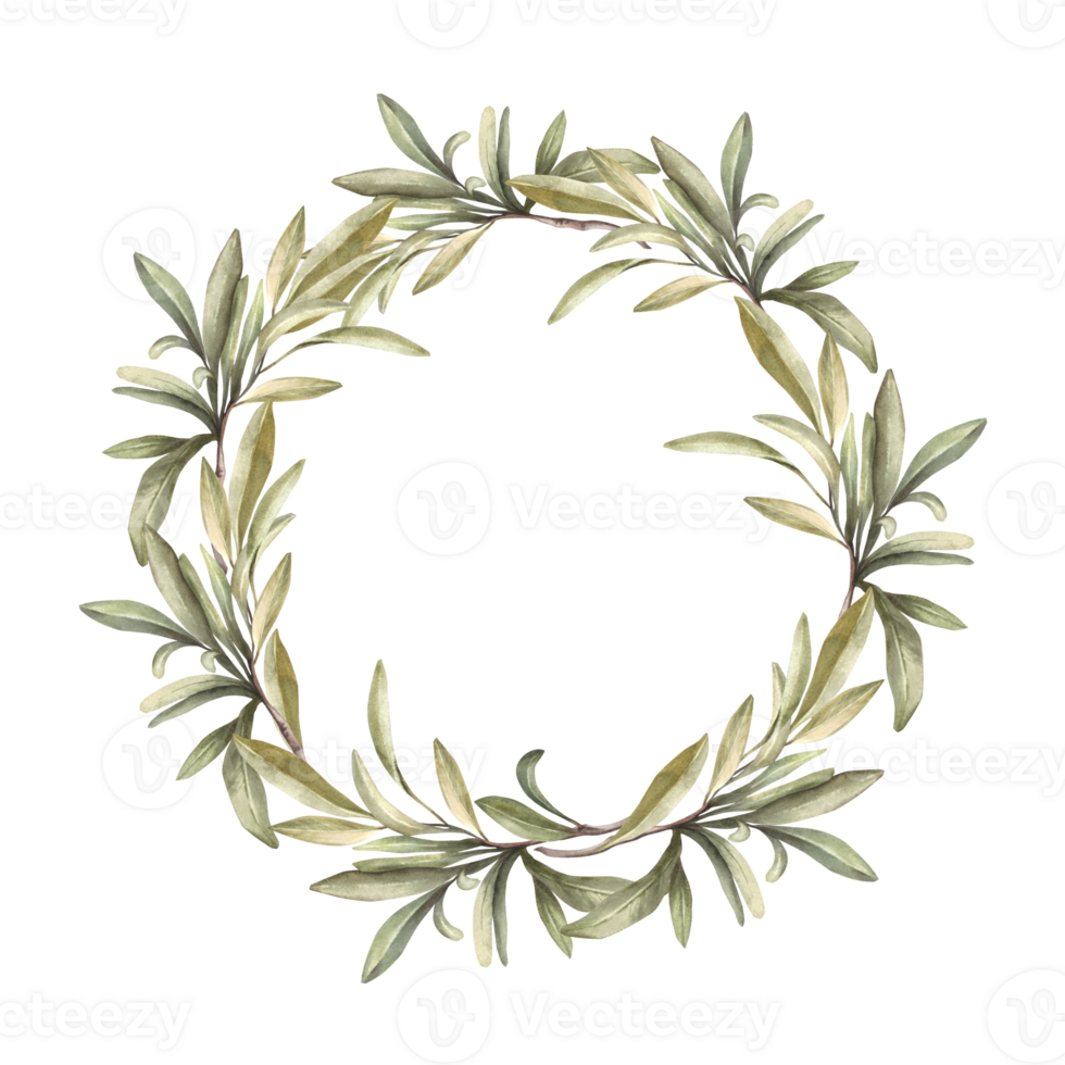 Olive branch, fruitless with green leaves. Watercolor wreath Botanical laurel leaf round composition. Hand drawn illustration for floral label, greeting card, wedding invitation on isolated background png