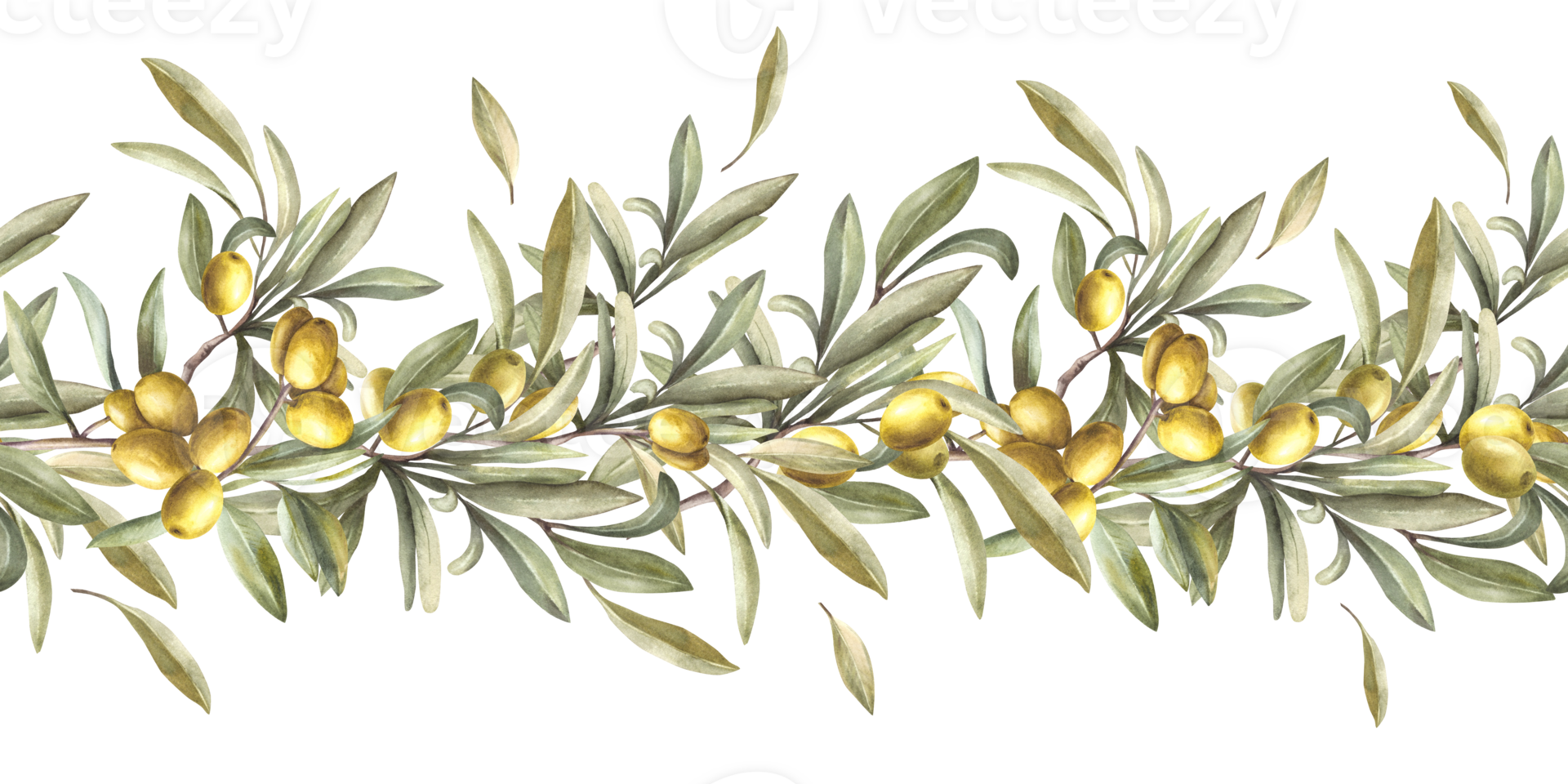 Olive tree branch with green leaves and berries, stone fruits. Watercolor seamless border, pattern. Hand painted illustration. Food floral clipart for oil label, summer print on isolated background. png