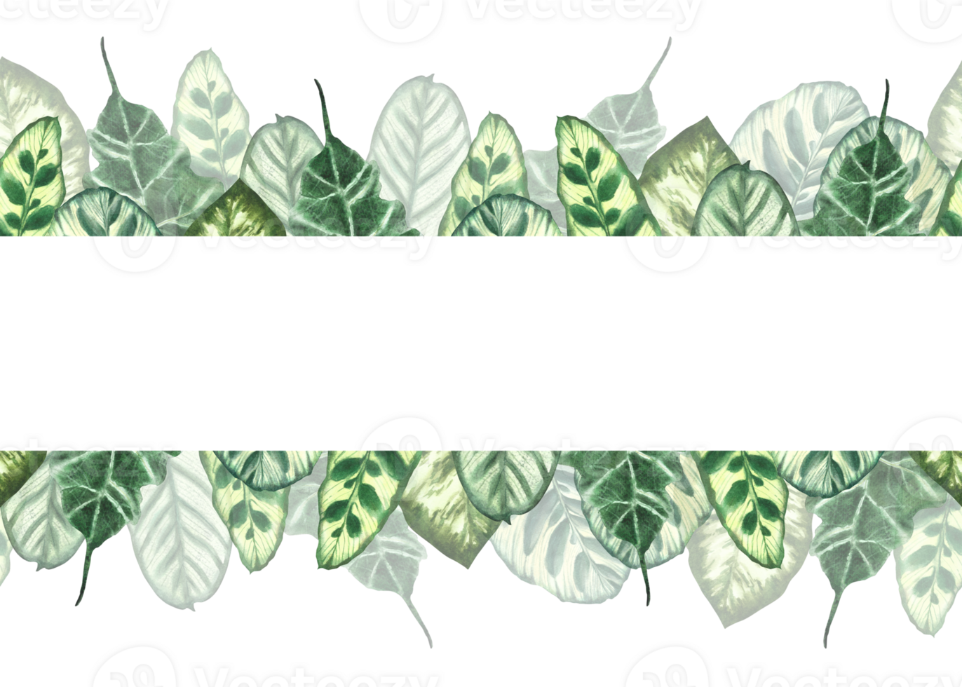 Tropical green leaves seamless banner Jungle plants. Summer realistic exotic leaf foliage. Hawaiian horizontal repeat template for wrapping label Hand drawn illustration Clipart on isolated background png