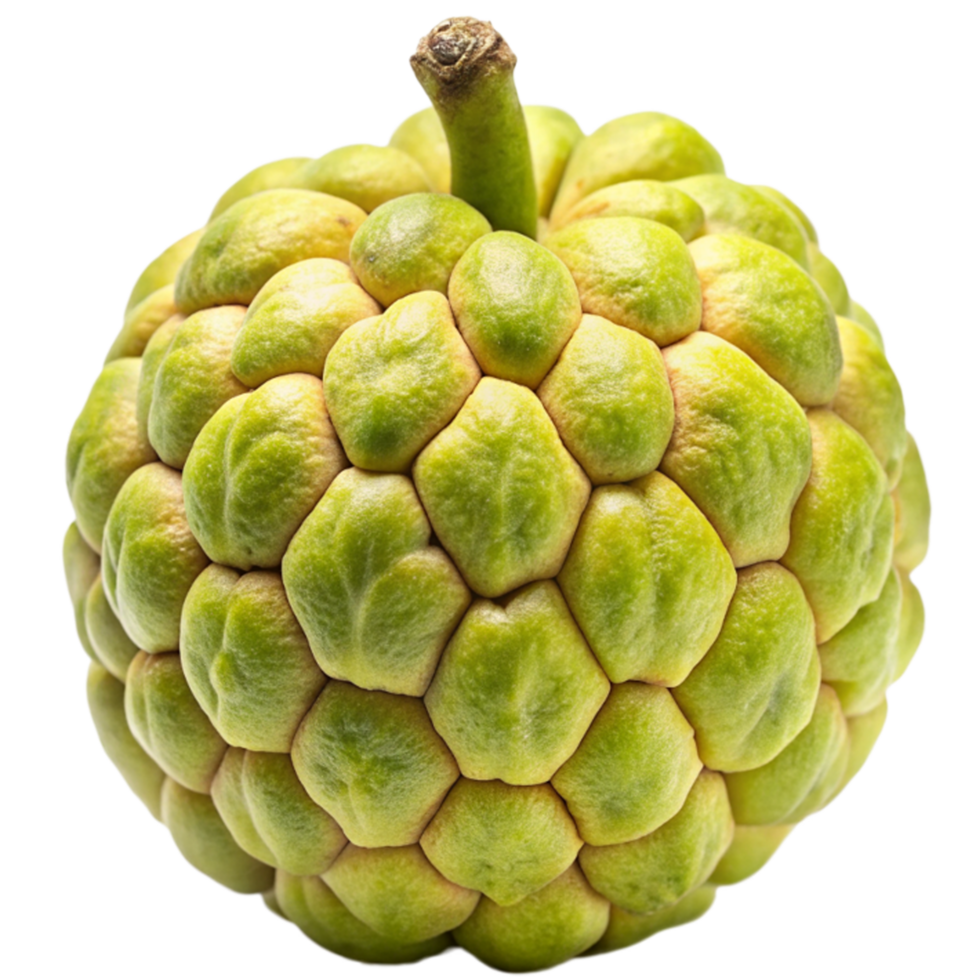 Custard Apple fruit Isolated 47432987 PNG atis-wikipedia