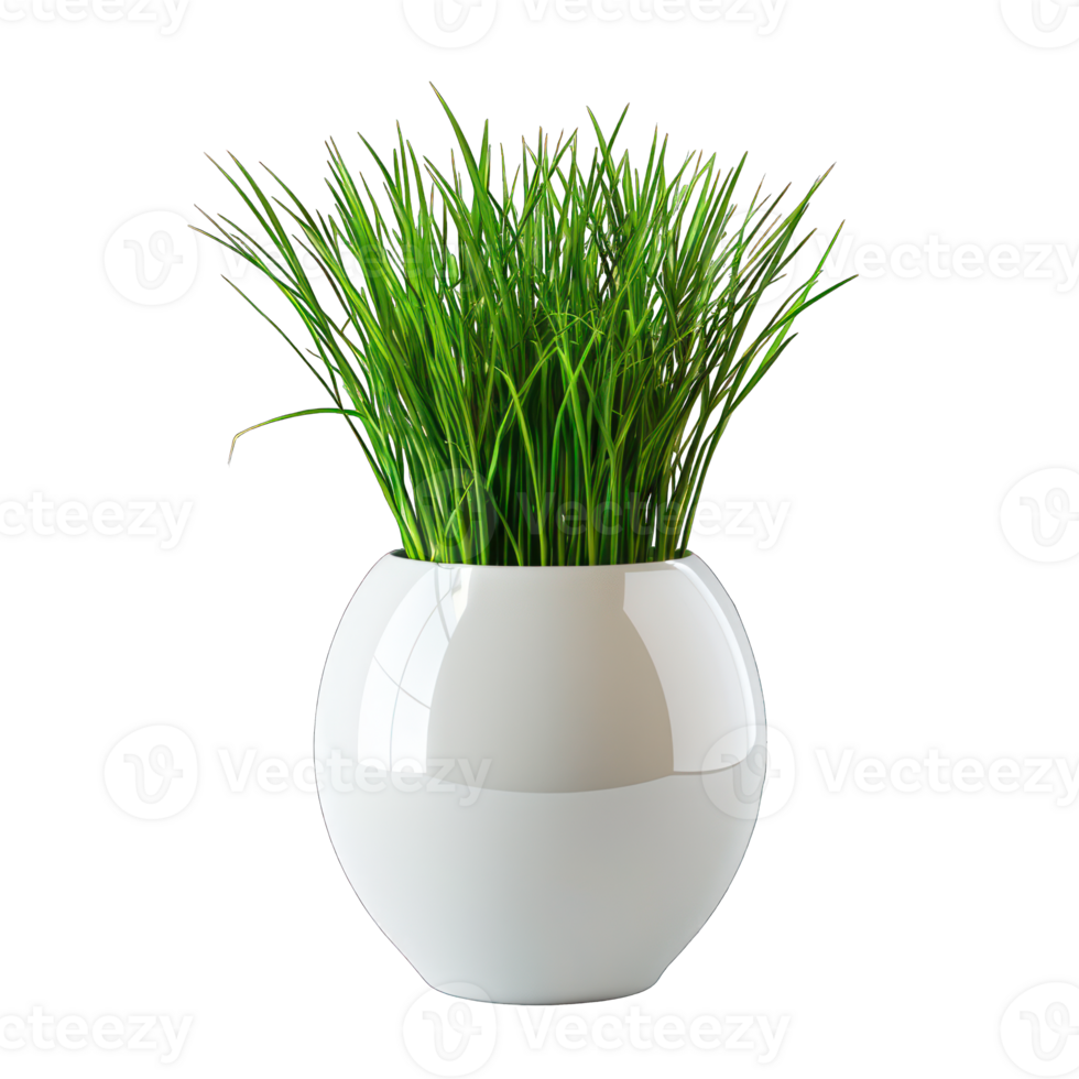 Collection of green grass agave in a huge white vase isolated on a transparent background. cutout or clipping path. png