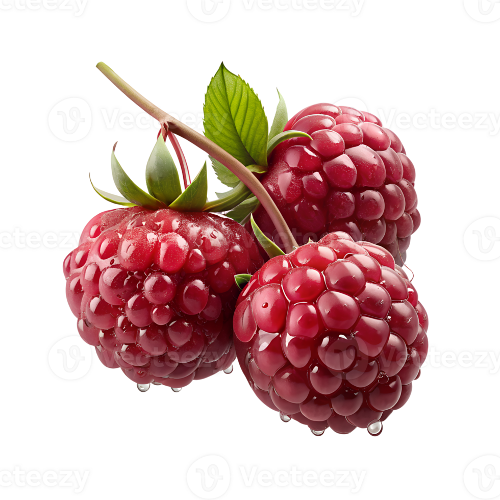 realistic Image Of Red Raspberries On A Branch With Dew Drops png