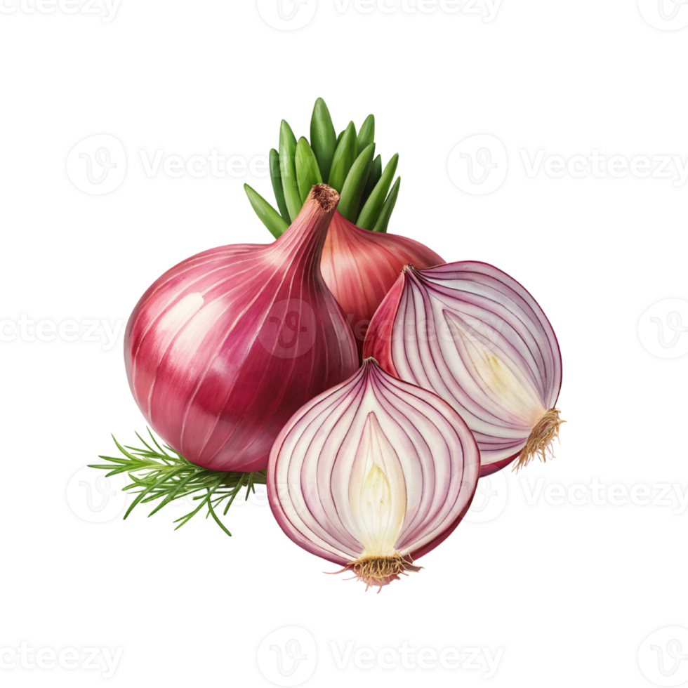 Fresh onion rhizome and sliced with leaves png