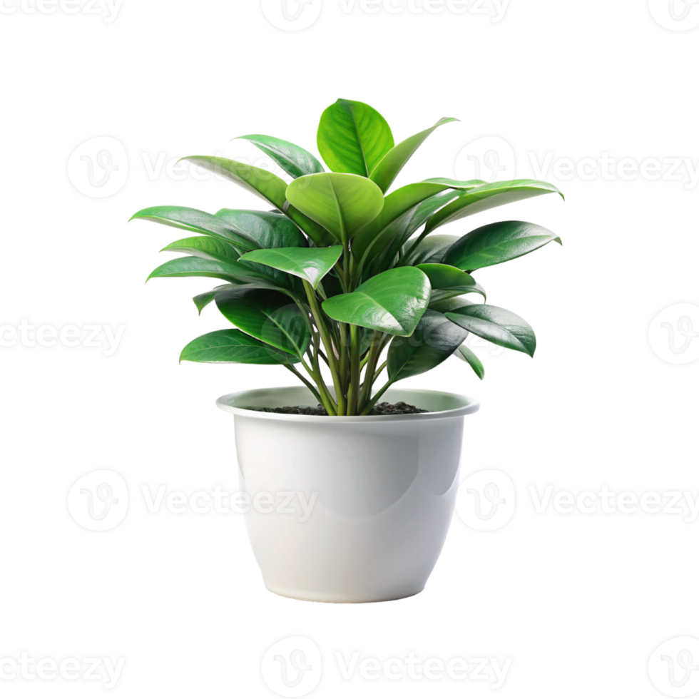 a potted plant with green leaves on a white background png