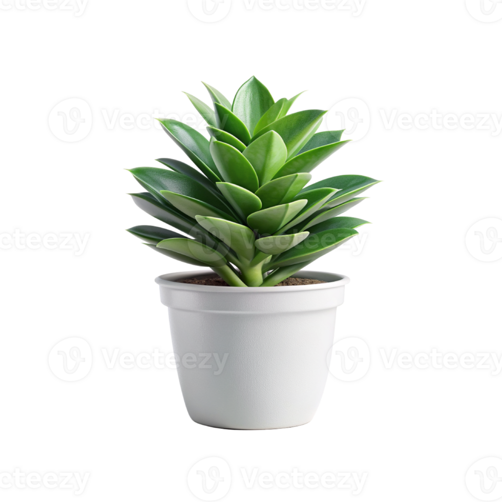 green plant in pot on transparent background png