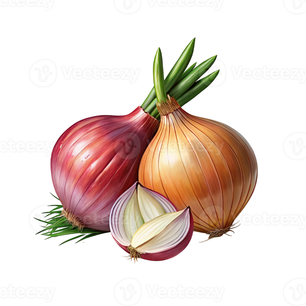 Fresh onion rhizome and sliced with leaves png