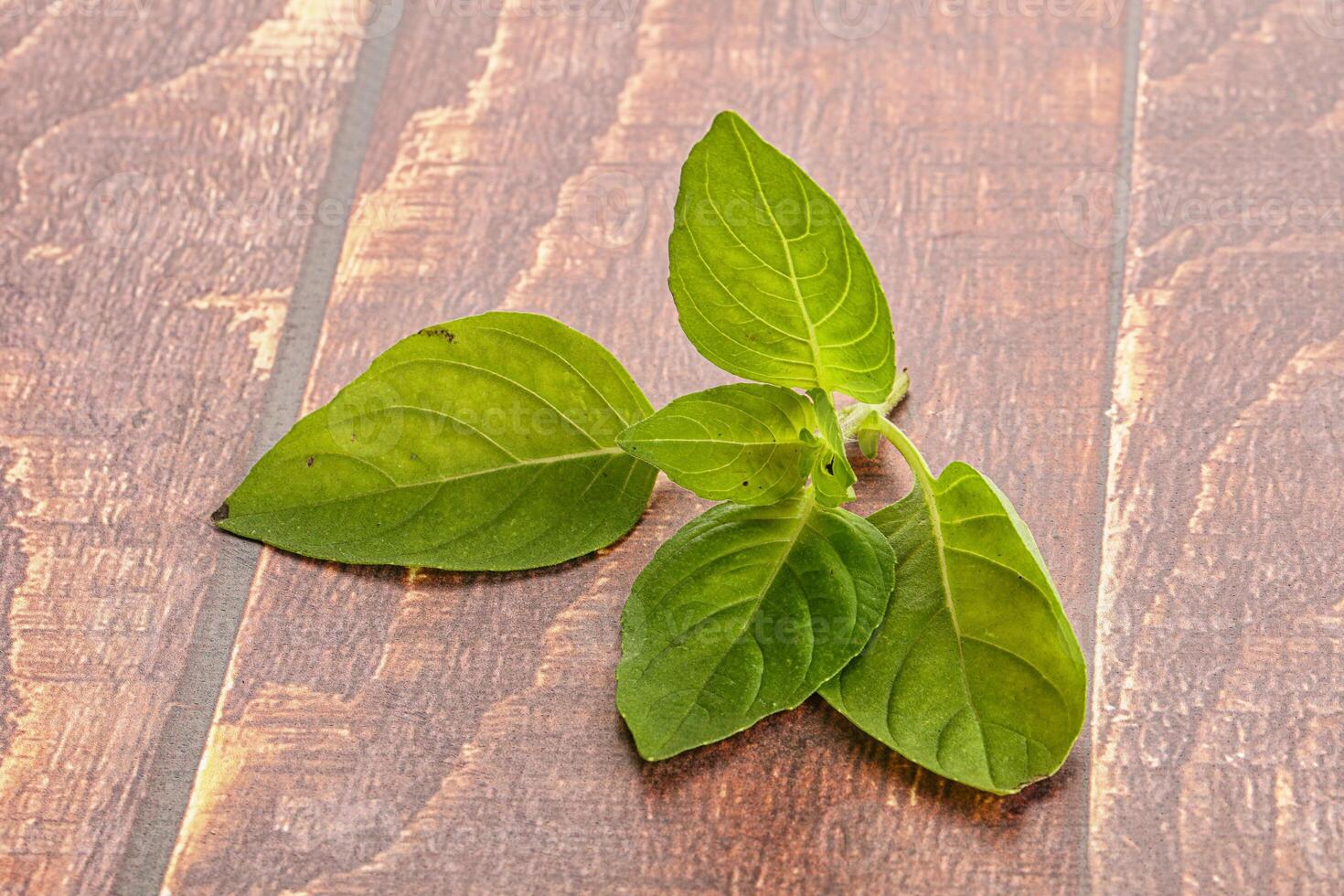 Raw green basil leaves seasoning photo