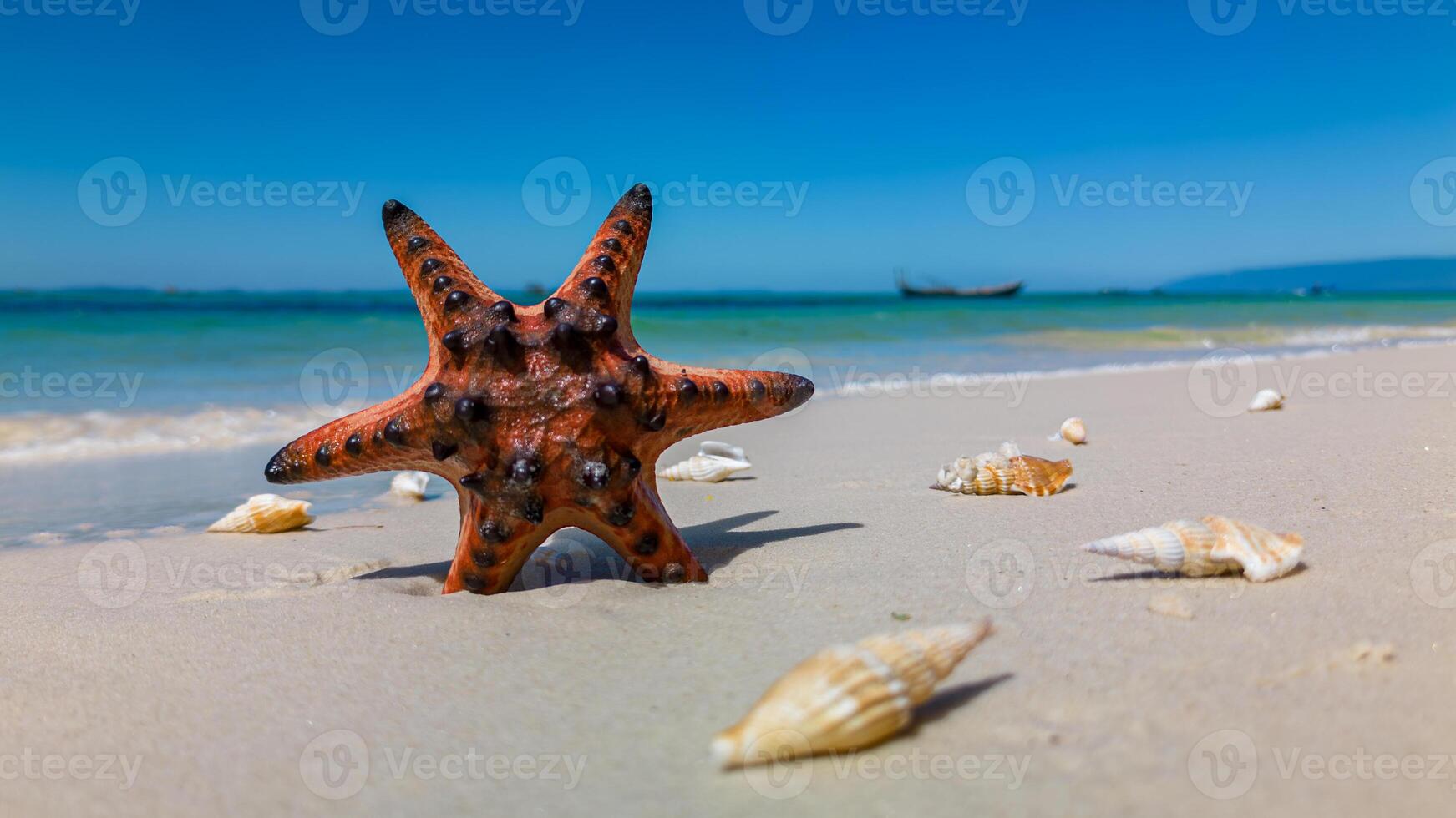 Tropical beach with red starfish and shells on Phu Quoc Island, Vietnam photo