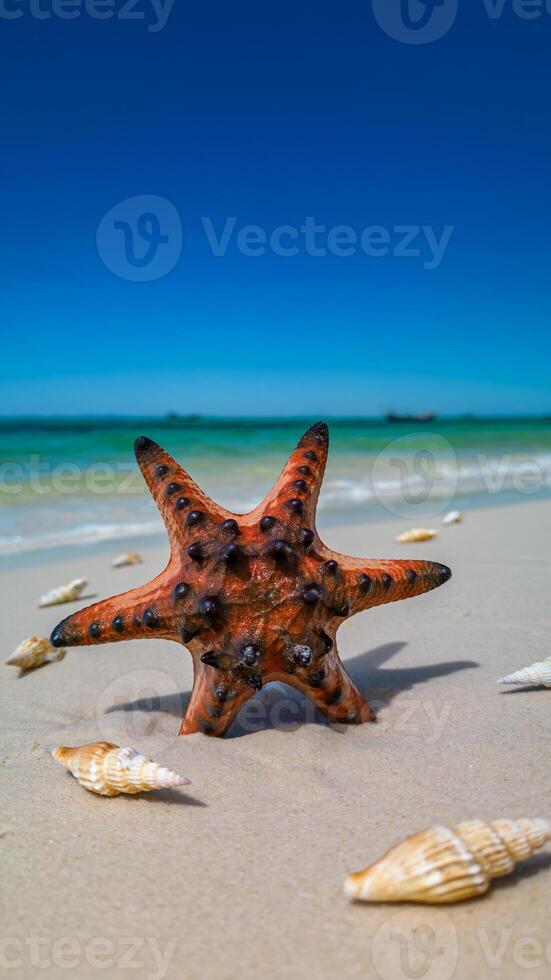 Tropical beach with red starfish and shells on Phu Quoc Island, Vietnam photo