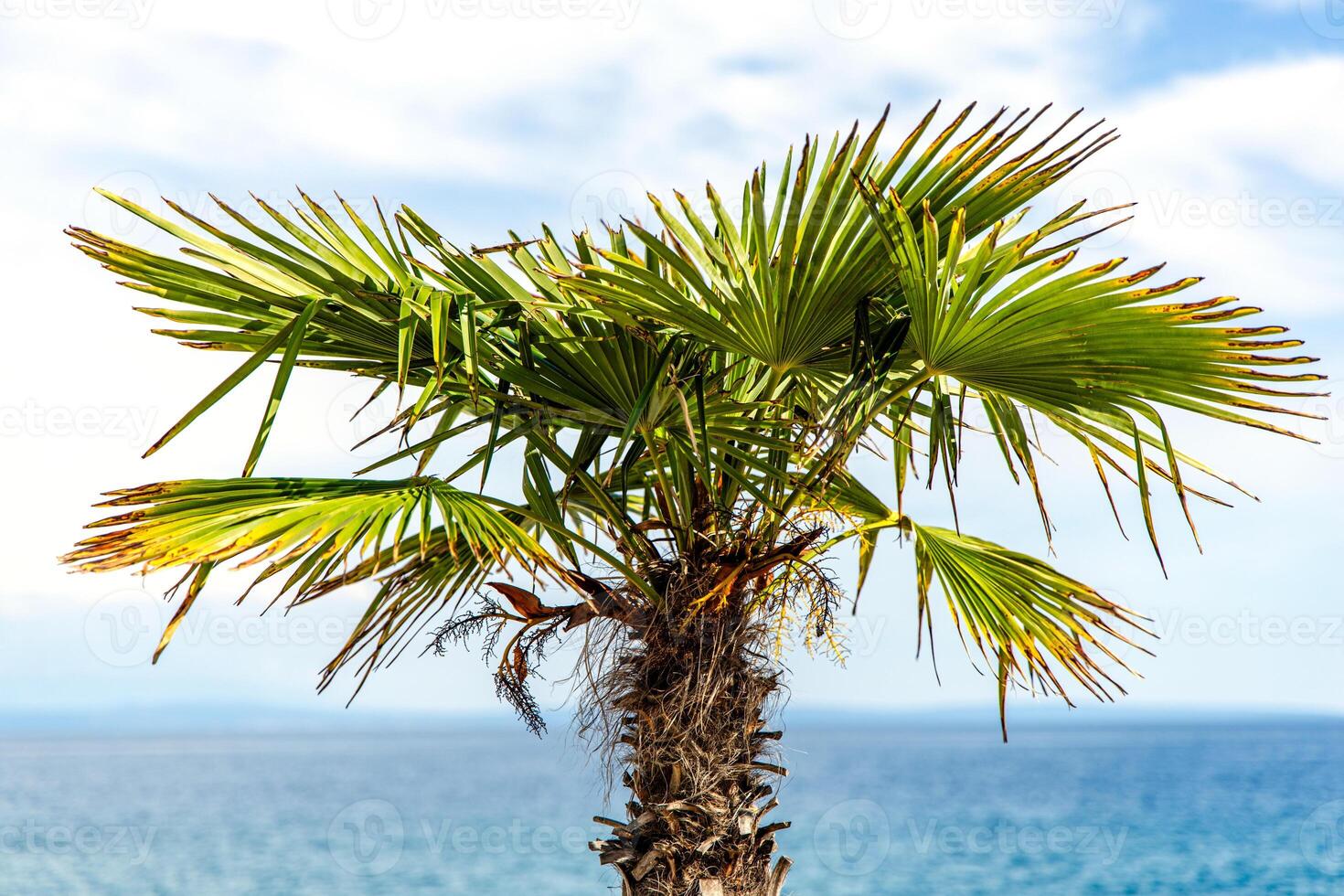A close-up shot of a palm tree with lush green leaves, standing tall against a backdrop of blue water and white clouds in the sky. The image captures the beauty of a tropical landscape, with the palm tree adding a touch of natural splendor to the scene. photo