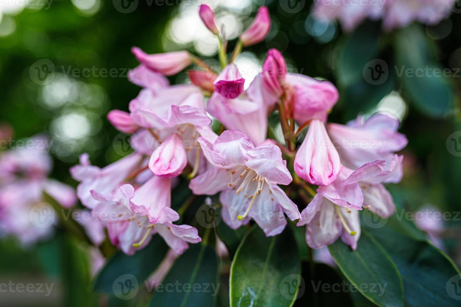 Pink rhododendron flowers on a blurred green background. photo