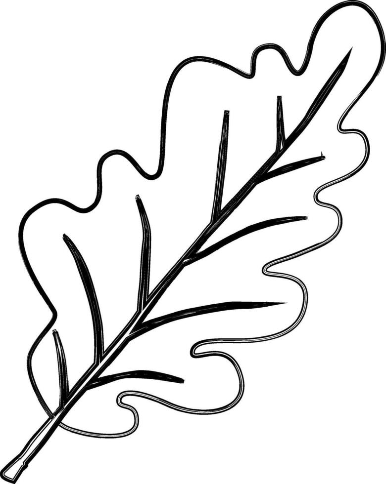 Oak tree leaf autumn decoration. vector