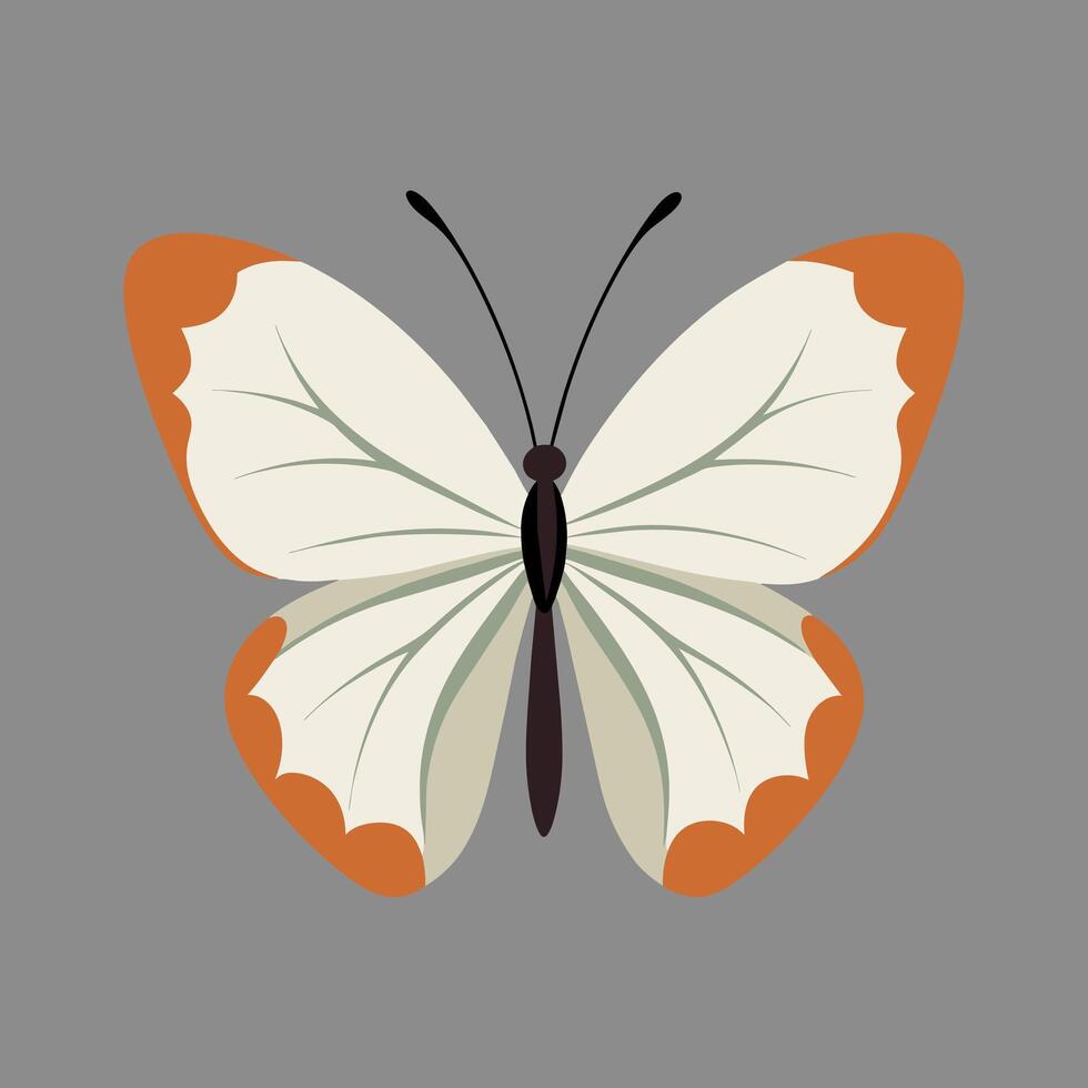 A Vintage Illustration of Great Southern White Butterfly vector