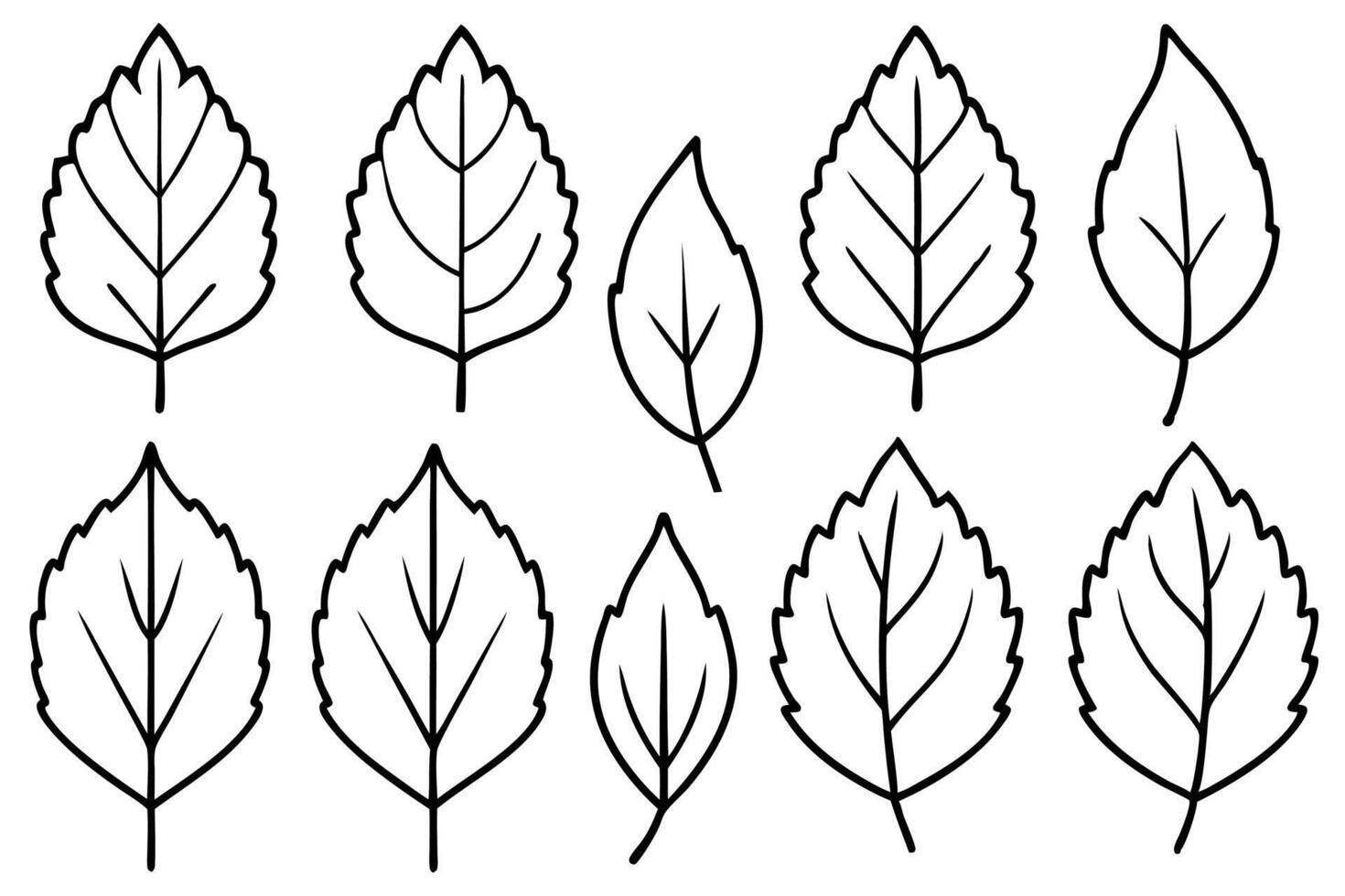 Aspen leaf line art design detailed artwork illustration vector