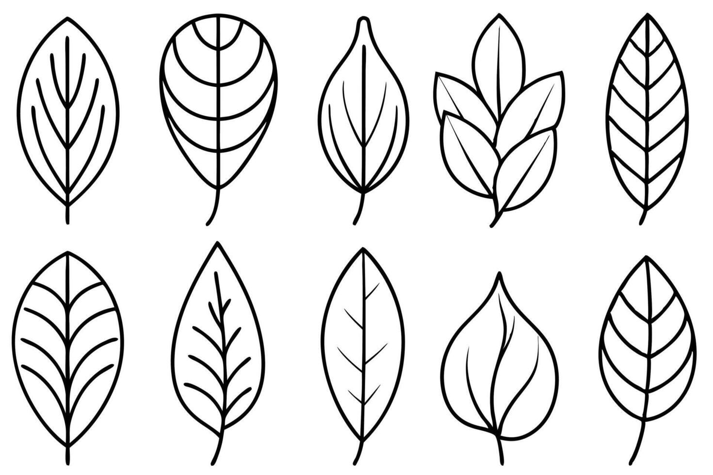 Eucalyptus leaf line art design illustration botanical sketch vector