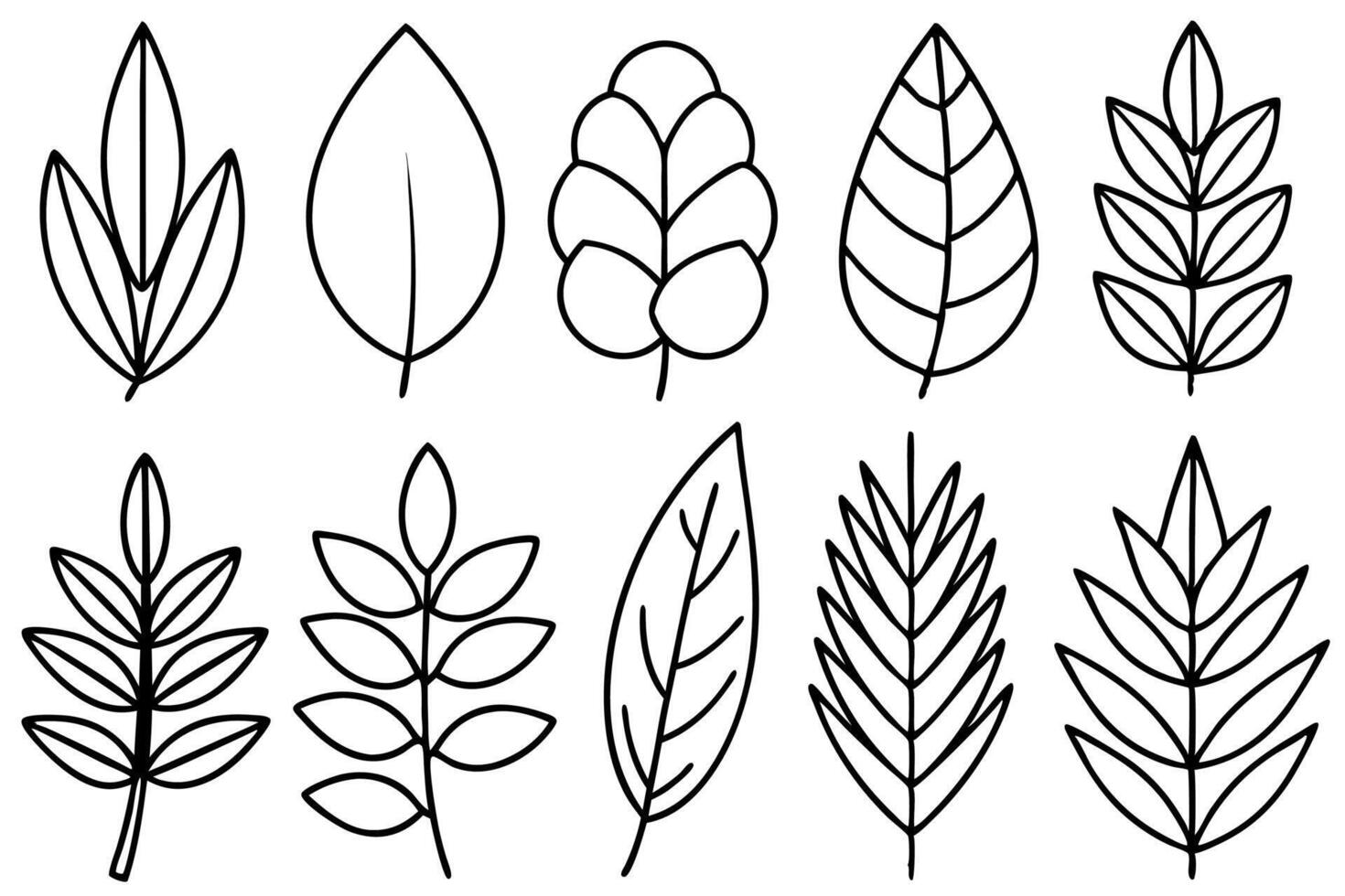 Eucalyptus leaf line art design illustration foliage graphic artwork vector