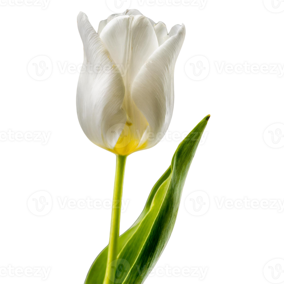 A single white color tulip flower png
