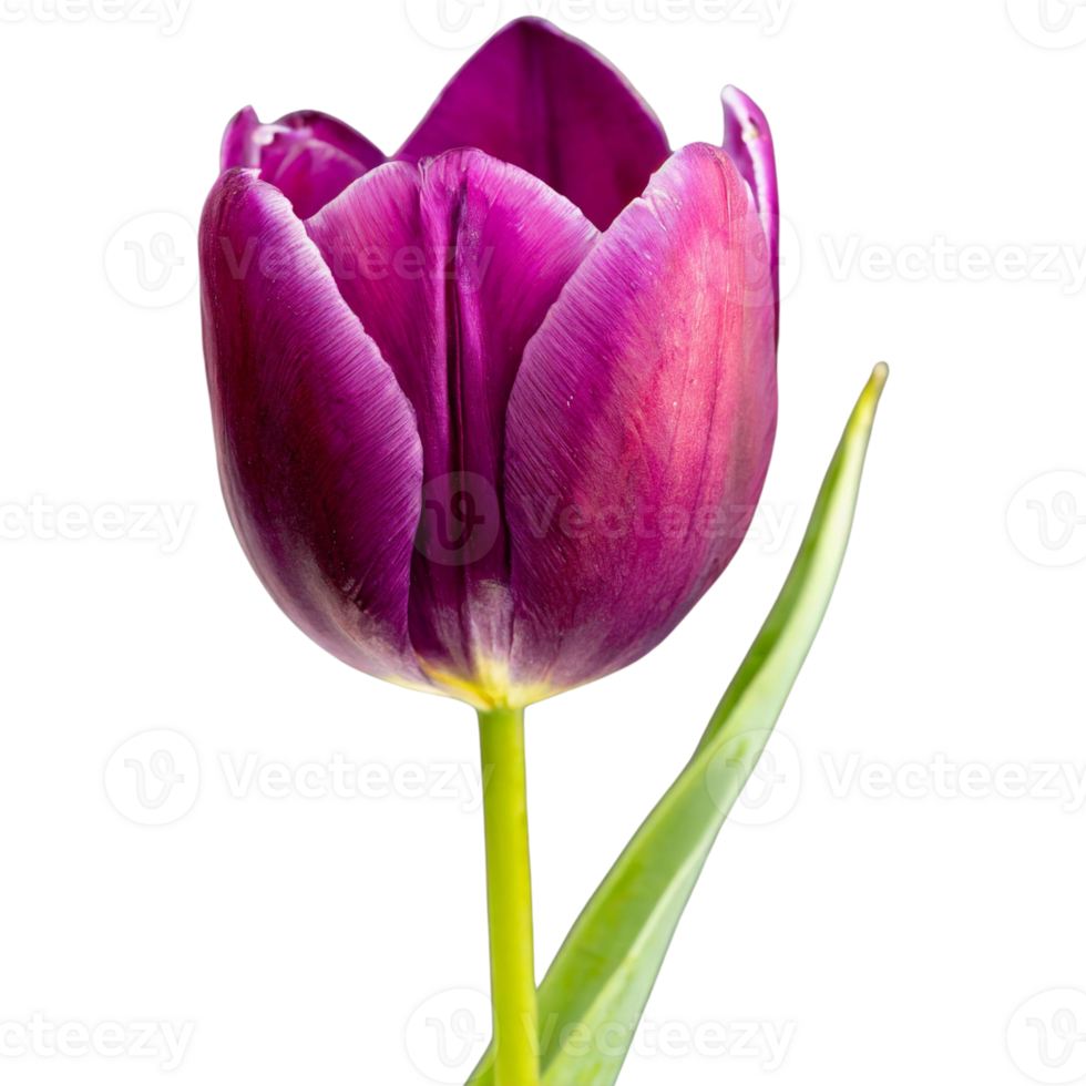 A single purple color tulip flower png