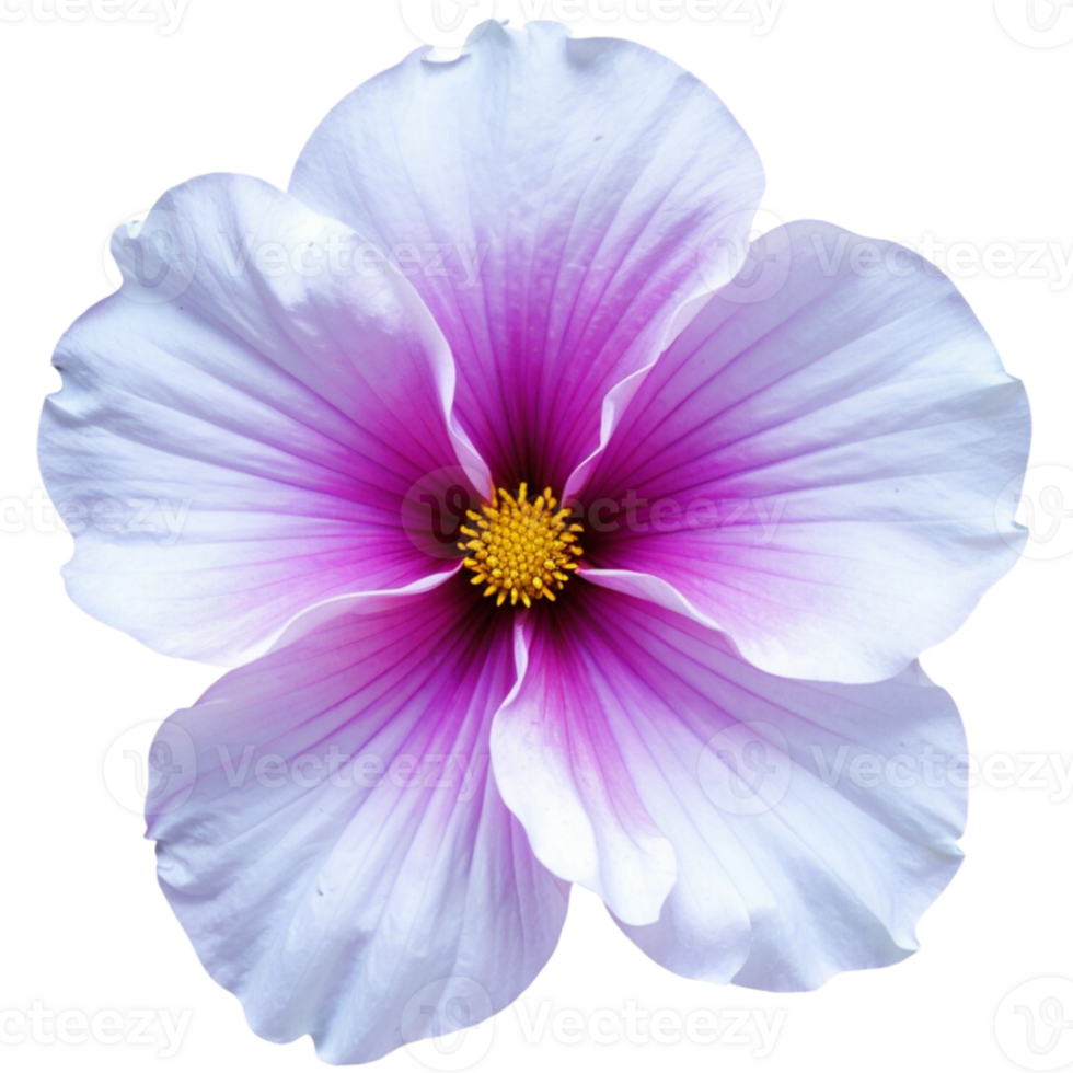 A white and pink shade flower png
