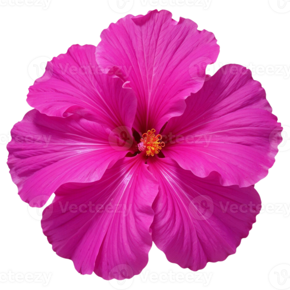 A pink hybiscus flower png