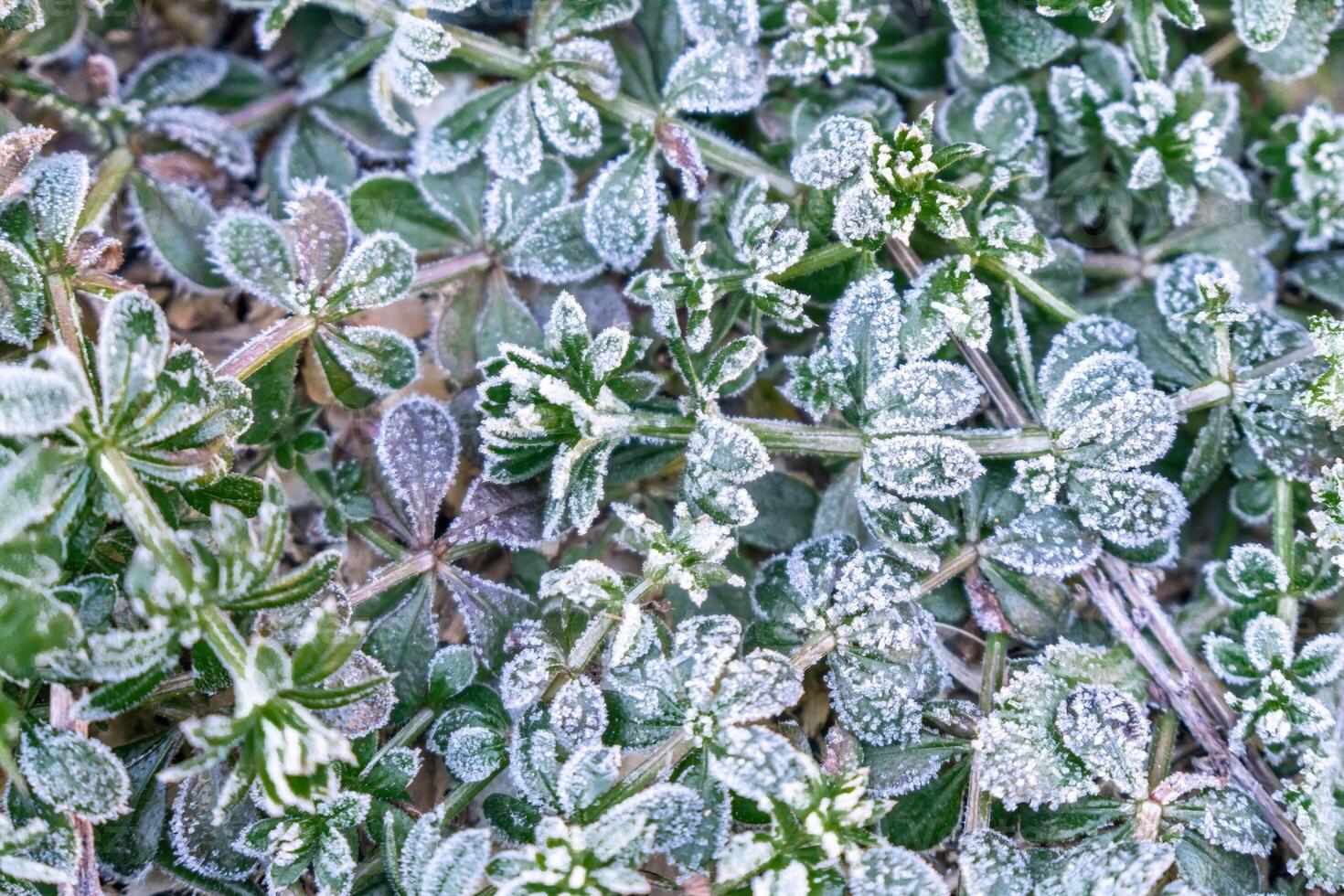 Selective focus. First frost on a frozen field plants, late autumn close-up. Beautiful abstract frozen microcosmos pattern. Freezing weather frost action in nature. Floral backdrop. photo