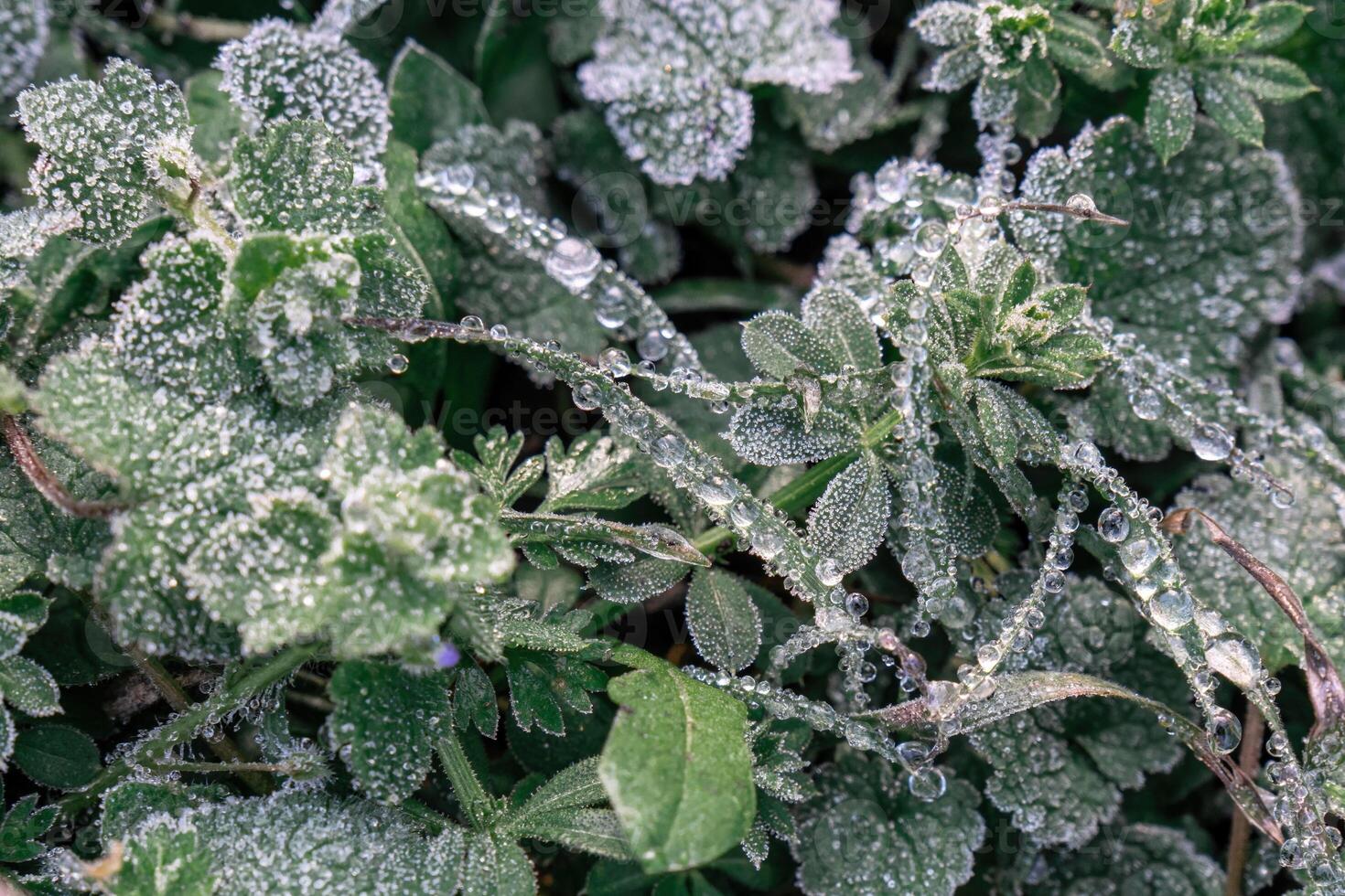 Selective focus. First frost on a frozen field plants, late autumn close-up. Beautiful abstract frozen microcosmos pattern. Freezing weather frost action in nature. Floral backdrop. photo