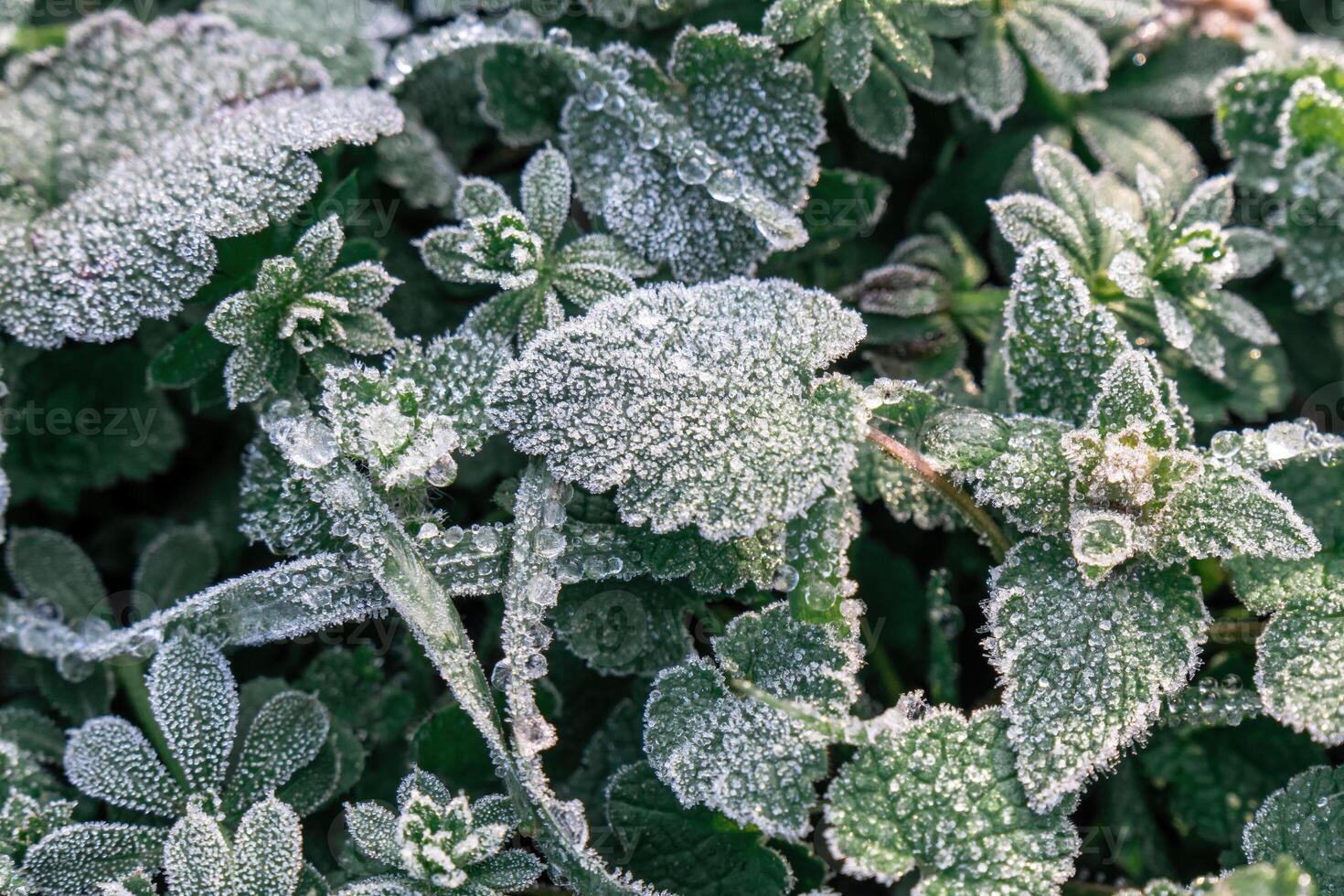 Selective focus. First frost on a frozen field plants, late autumn close-up. Beautiful abstract frozen microcosmos pattern. Freezing weather frost action in nature. Floral backdrop. photo